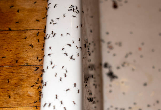 Best Cockroach Control Services  in Dixon Lane Meadow Creek, CA